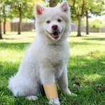 Self-Adhesive Bandage Roll (24 Pack) - 12 Colors
