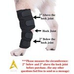 Dog Leg Braces for Arthritis & Injury Support