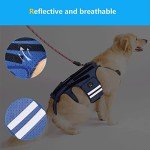 Coodeo Small Dog Back Brace for Arthritis Relief