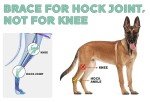 Lyderpet Dog Leg Brace for Hind Leg Support