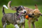 Turmeric Glucosamine Powder for Dog Joint Care