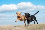 Turmeric Glucosamine Powder for Dog Joint Care