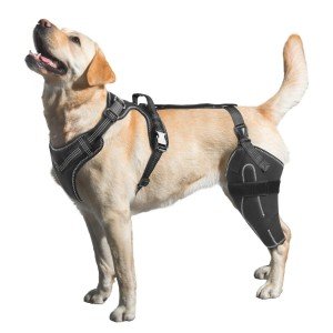 LISPOO Dog ACL Knee Brace for Joint Pain