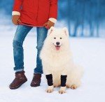 Pet Leg Brace for Enhanced Mobility in Dogs & Cats