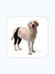 XL Dog Knee Brace for Arthritis Support