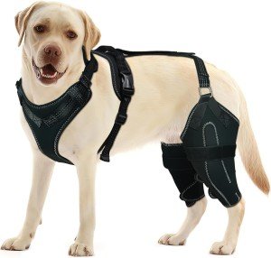 LISPOO Dual Knee Brace for Dog Joint Pain