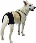 Large Dog Hip Brace for Osteoarthritis Support
