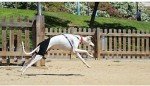 Large Dog Hip Brace for Osteoarthritis Support