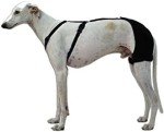 Large Dog Hip Brace for Osteoarthritis Support