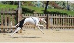 Large Dog Hip Brace for Osteoarthritis Support