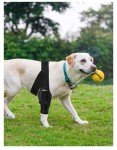Dog Knee Brace for ACL Injury & Joint Pain