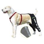 Dog Knee Brace for Joint Pain Relief