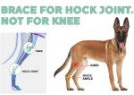 Dog Knee Brace for Arthritis Support - Large