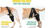 Knee Brace for Dogs with Torn ACL