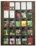 EDOG USA Bushlore Wild Medicinal & Plant Cards - 25 Pocket Size North America Field Guide Book Herbs Remedies Emergency Survival Disaster Preparedness Bushcraft Kit Backpack Camping Waterproof
