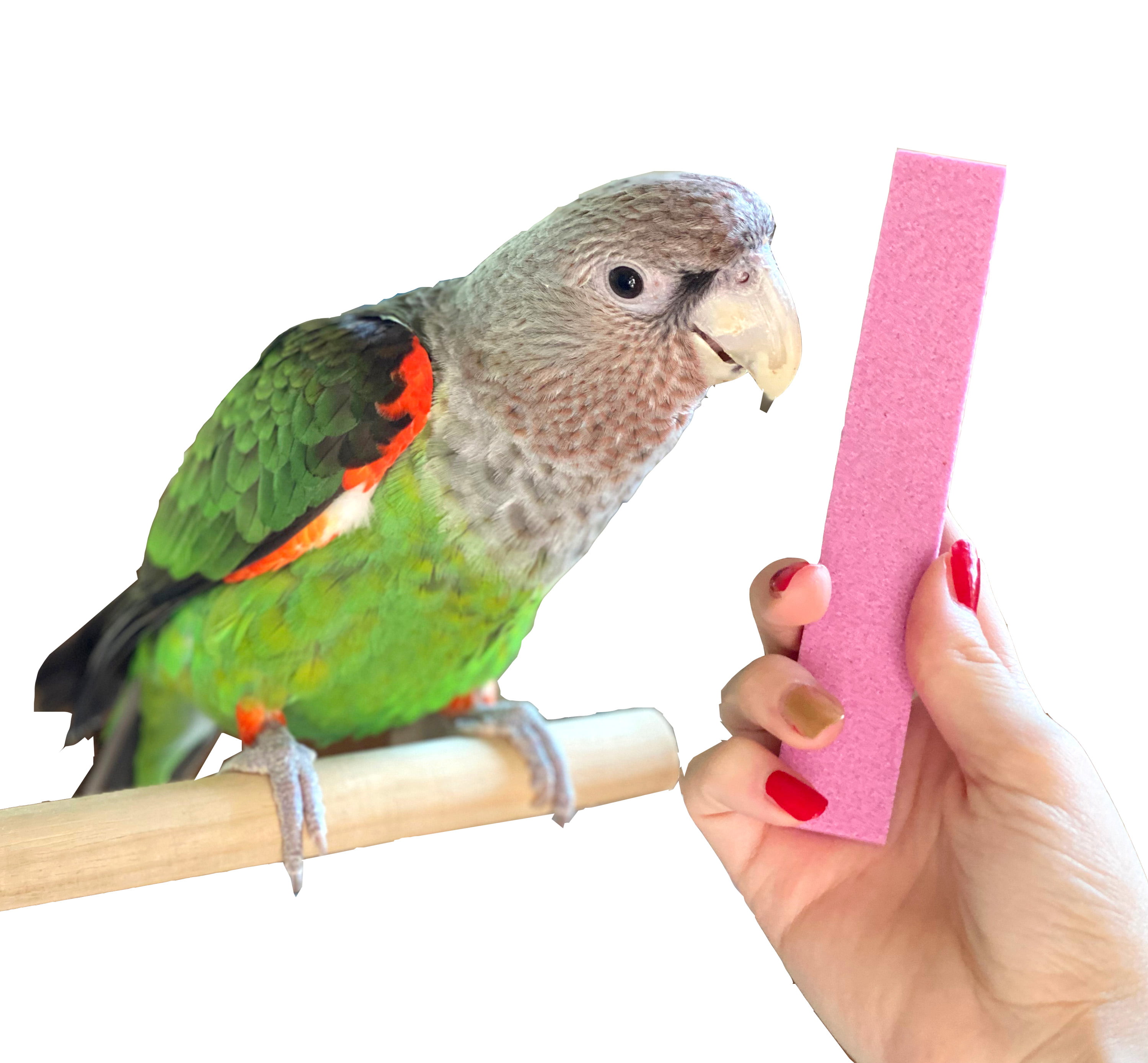 Parrot Nail Trimmer Stone for Grooming Parrot Claws