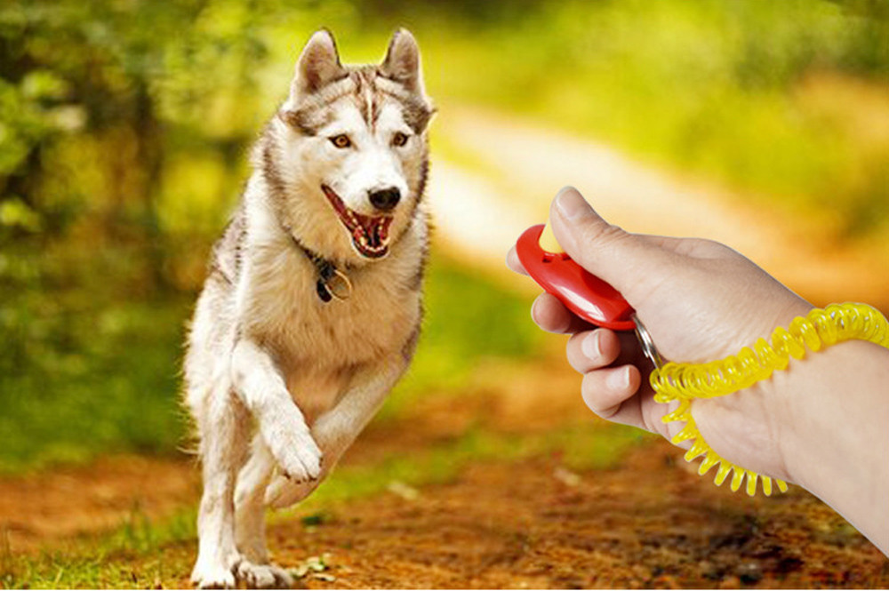 Pet Training Whistle & Clicker for Parrots
