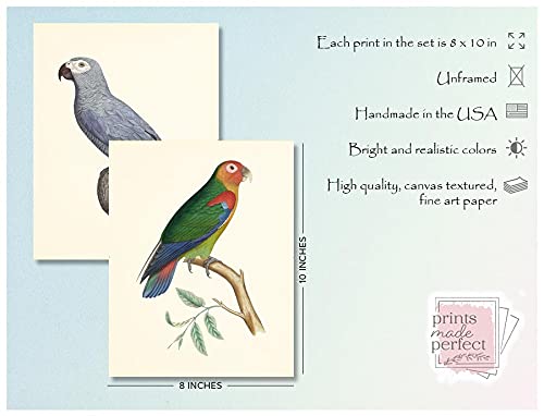 Tropical Parrot Art Prints Set - 8x10 (Unframed)