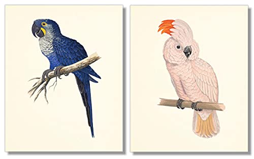 Tropical Parrot Art Prints Set - 8x10 (Unframed)