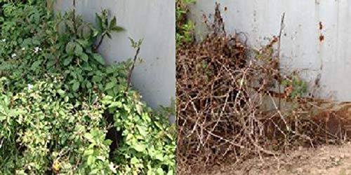 1-Gallon RM43 Total Vegetation Control Weed Preventer