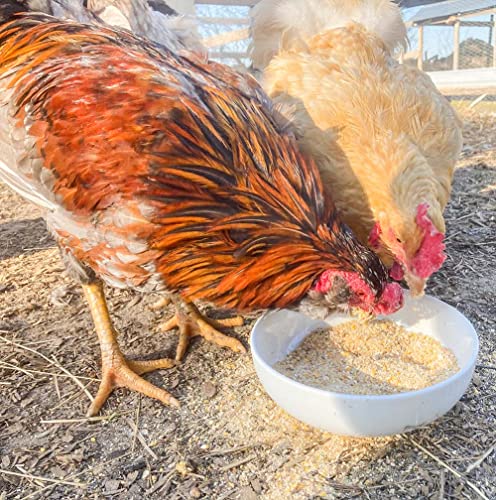 Organic Chicken and Duck Feed Supplement (5 pounds)