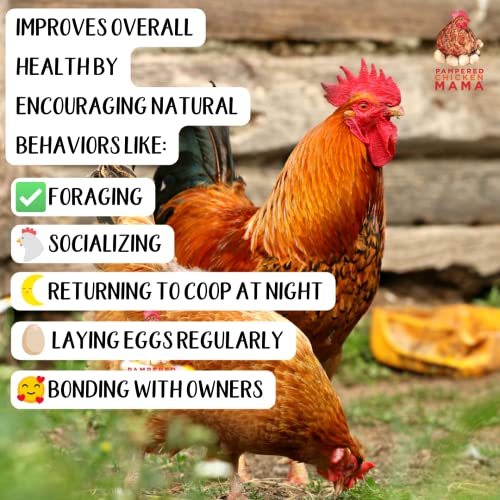 Organic Chicken and Duck Feed Supplement (5 pounds)