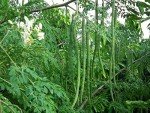 Organic Moringa Powder - Nutrient-Rich Superfood
