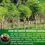 Lavendium 75 Moringa Leaf Herbal Tea Bags