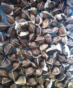 Organic Moringa Seeds (Drumstick Tree) - 100 Pack