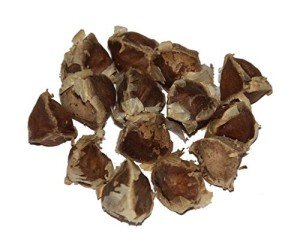 Moringa Oleifera Seeds - 100 Bulk Pack