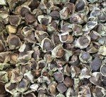 Organic Moringa Seeds (Drumstick Tree) - 100 Pack