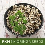Grenera PKM1 Moringa Seeds - 1300 Count