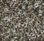 Moringa Oleifera Seeds - Pack of 1,000