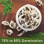 Grenera PKM1 Moringa Seeds - 1300 Count