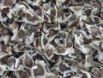 Organic Moringa Oleifera Seeds - 10 oz Pack