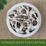 Grenera PKM1 Moringa Seeds - 1300 Count