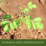 Grenera PKM1 Moringa Seeds - 1300 Count