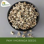 Grenera PKM1 Moringa Seeds - 1300 Count