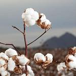 Organyc 100% Organic Cotton Rounds - 70 Count