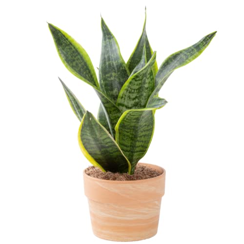 Costa Farms Snake Plant, Easy Care Live Indoor Plant in Modern Décor Planter, Air Purifying Houseplant, Boho Decor, Living Room Décor, New Home Gift, Birthday Gift, Grower's Choice, 1-2 Feet Tall