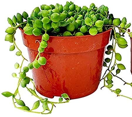 Fat Plants San Diego Succulent String of Pearls (Senecio Rowleyanus) - Live Trailing Plants Fully Rooted & In Bloom - Rare House Plant for Home Office Wedding Hanging Decoration - 4" Pot with Soil Mix