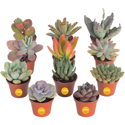 Costa Farms Succulents (11 Pack), Live Mini Succulent Plants in Terracotta Décor Grower Pots, Indoor Houseplants Potted in Soil, Bulk Baby Shower Gifts, Party Favors, Bridesmaid Gifts, 2-Inches Tall