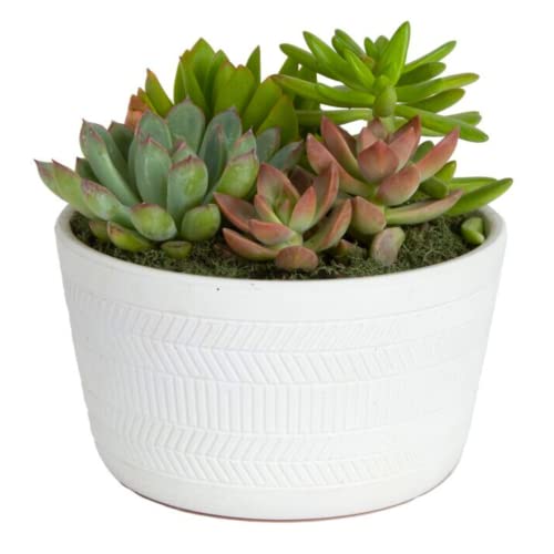 Costa Farms Live Succulent Plants, Unique Garden Collection, Fully Rooted Live Indoor Plants in Modern Décor Planter, Great Gift, Perfect Room Décor, Zen Garden Décor, Housewarming Gift, 6-Inches Tall