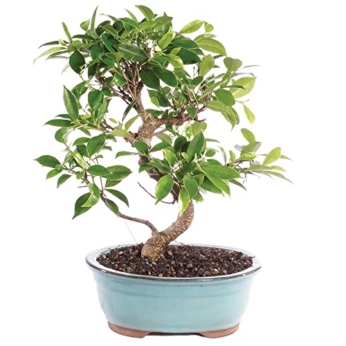 Brussel's Live Golden Gate Ficus Indoor Bonsai Tree - 7 Years Old; 8" to 10" Tall with Decorative Container