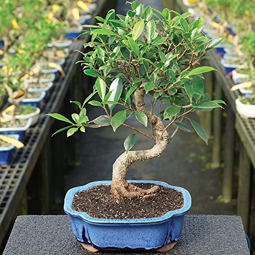 Brussel's Live Golden Gate Ficus Indoor Bonsai Tree - 7 Years Old; 8" to 10" Tall with Decorative Container