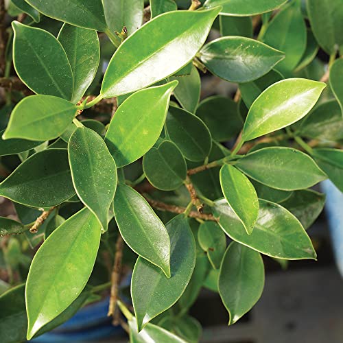 Brussel's Live Golden Gate Ficus Indoor Bonsai Tree - 7 Years Old; 8" to 10" Tall with Decorative Container
