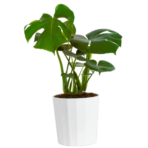 Costa Farms Monstera Deliciosa Live Indoor Plant 2 to 3-Feet Tall, Fresh From Our Farm, Excellent Gift or Home Décor