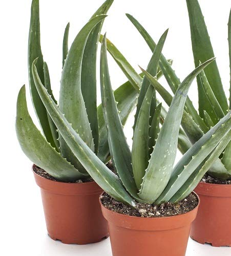 Shop Succulents | Aloe Vera Collection of Live Plants, Hand Selected Variety Pack of Mature Aloe Vera | Collection of 3
