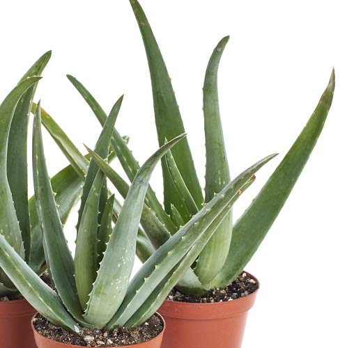 Shop Succulents | Aloe Vera Collection of Live Plants, Hand Selected Variety Pack of Mature Aloe Vera | Collection of 3