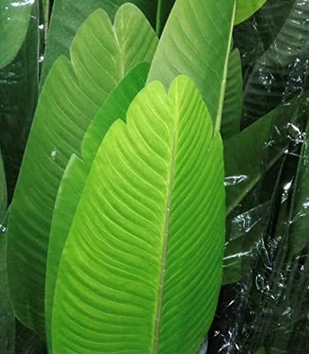 Silk Decor 5' Bird of Paradise Plant in Plastic Pot Green